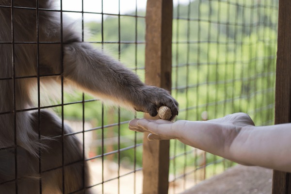 monkey-grabbing-peanut-persons-hand-600nw-666246490.jpg