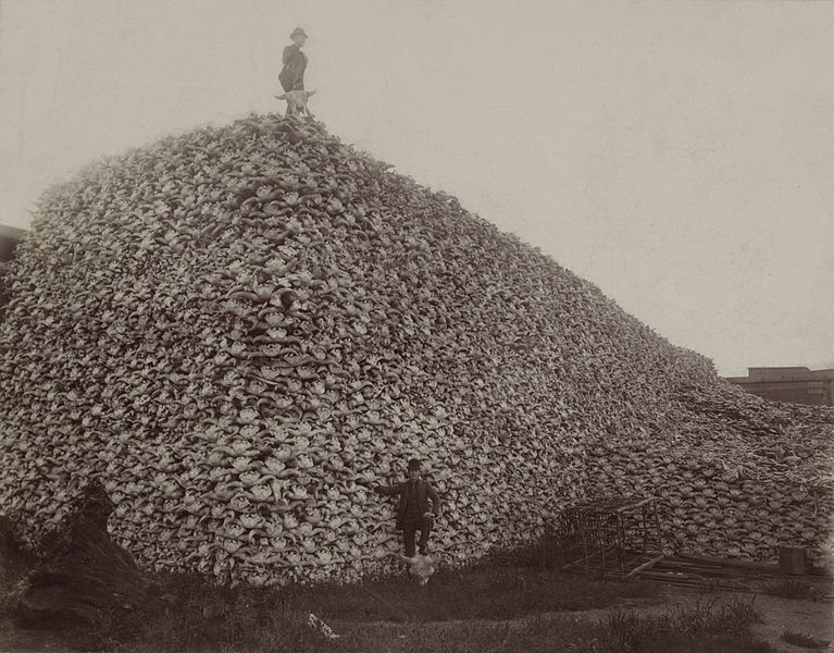 Buffalo-Skeletons.jpg