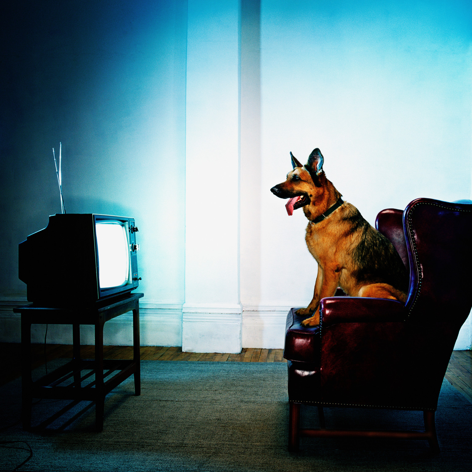 Is television good for dogs? You may be surprised | Fitdog Blog