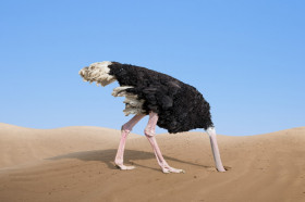 Do Ostriches Really Bury Their Heads in the Sand? | Wonderopolis